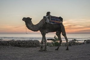 morocco by tedrart essaouira