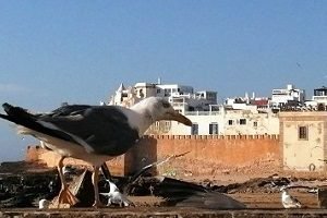 essaouira-by-tedrart-corp